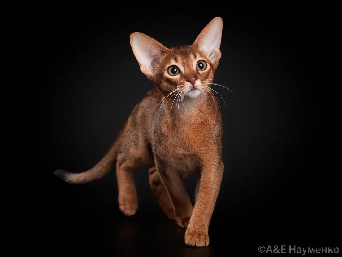 Абиссинский кот. Фото: Питомник Mirrorofsoul