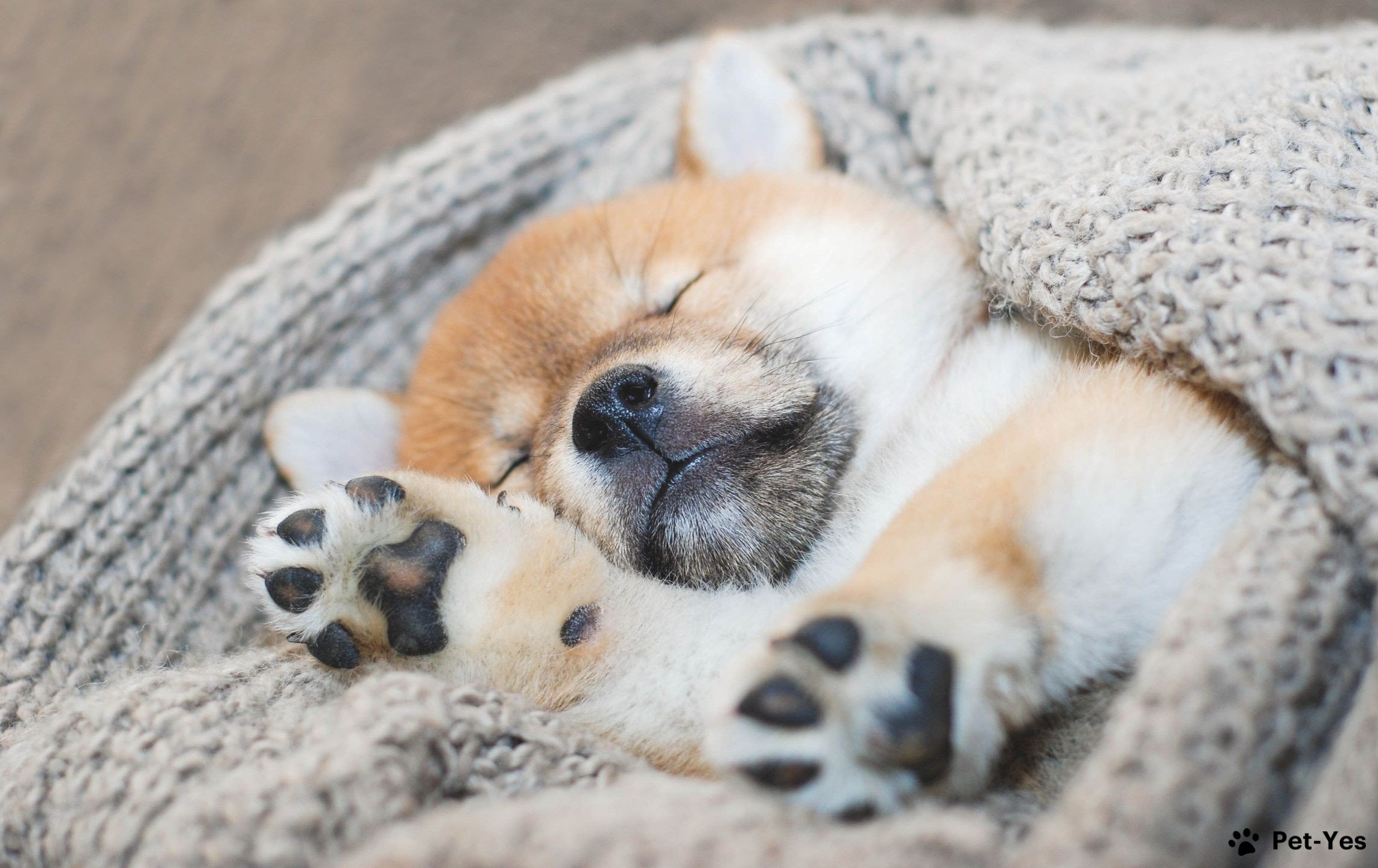 Фотография спящего щенка