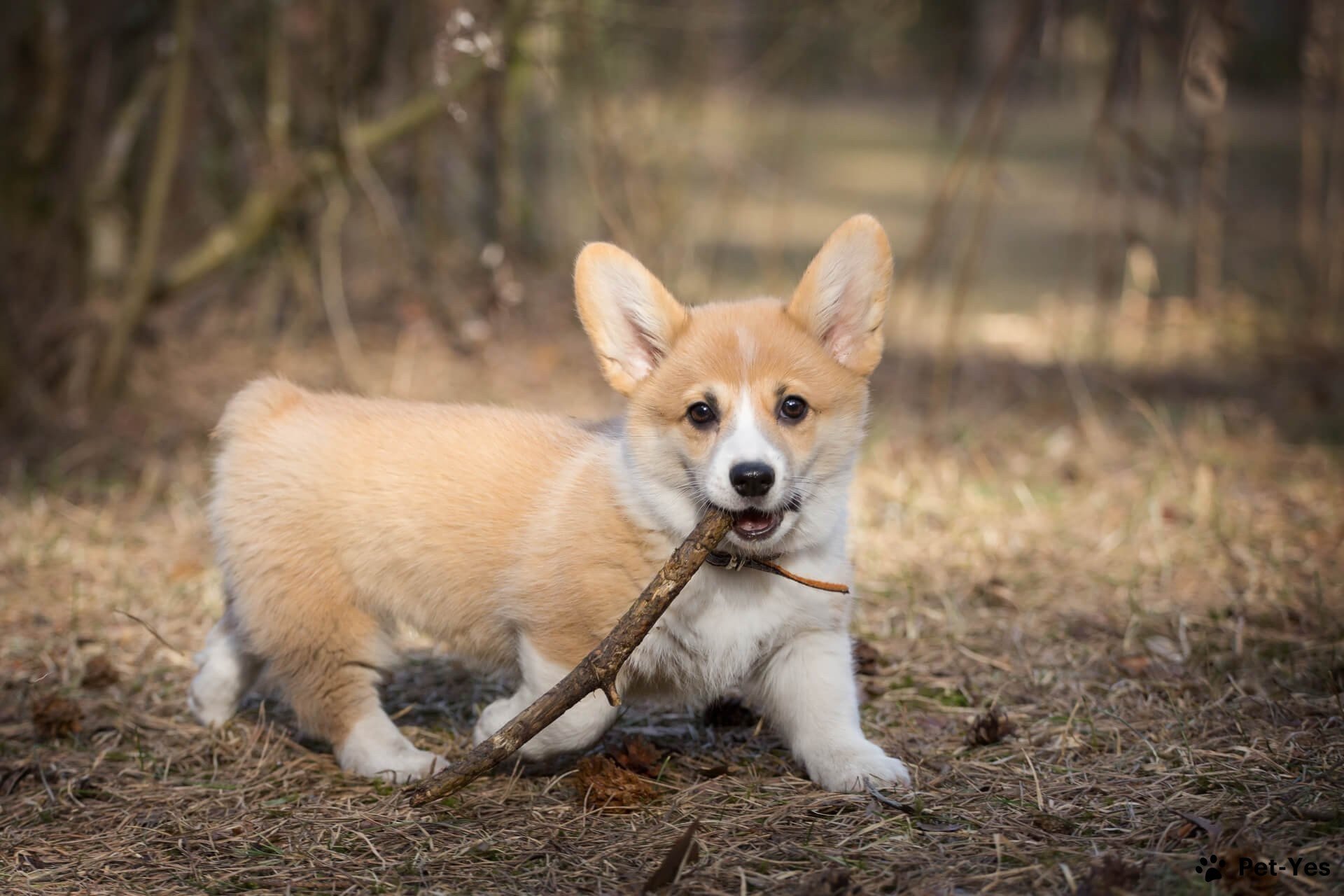 Фотография щенка корги с палочкой