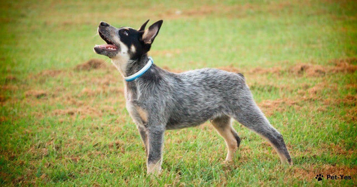 Фотография щенка австралийской короткохвостой пастушьей собаки