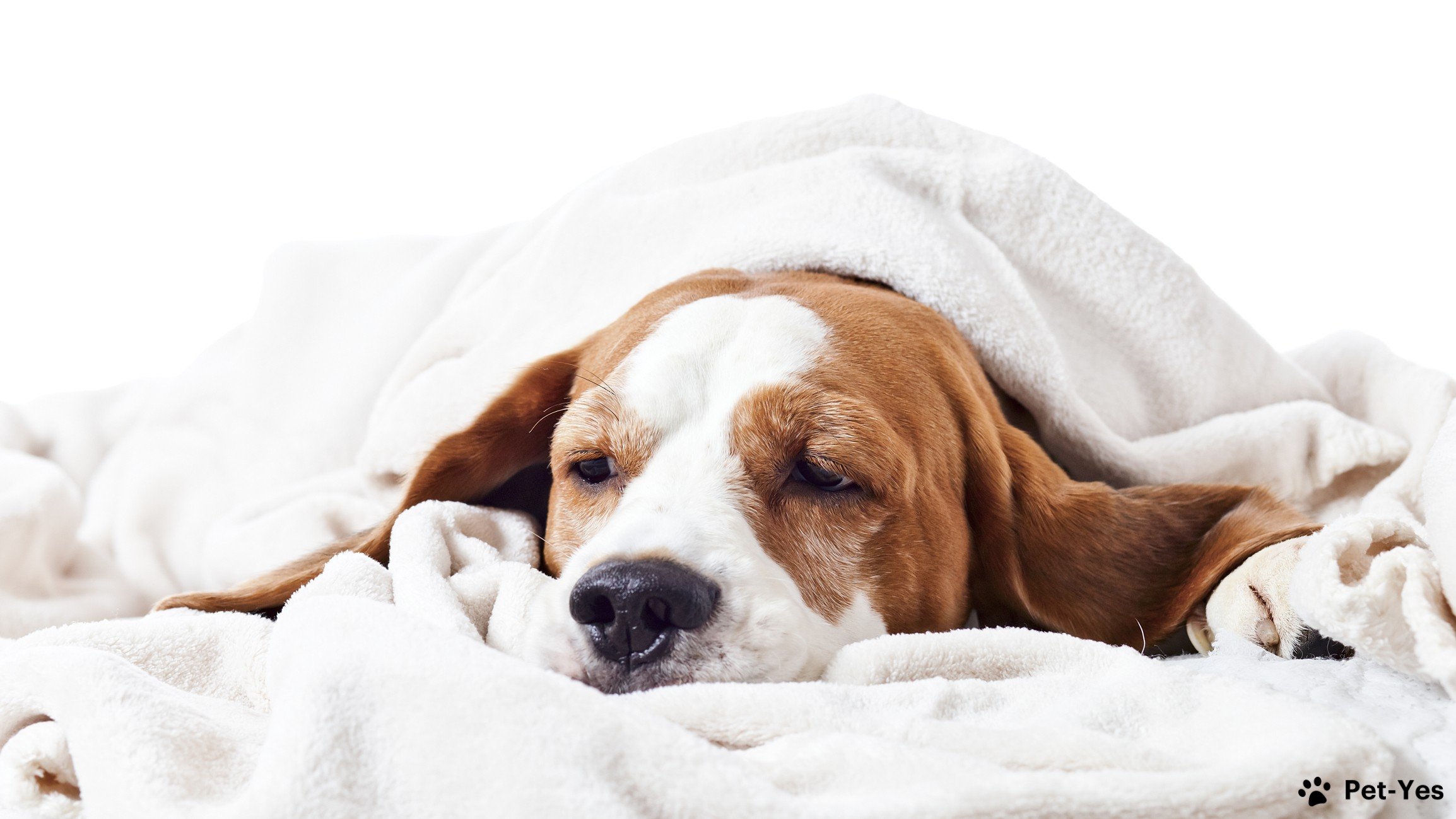 Температура у собак - какая нормальная температура у мелких и крупных собак  | Pet-Yes