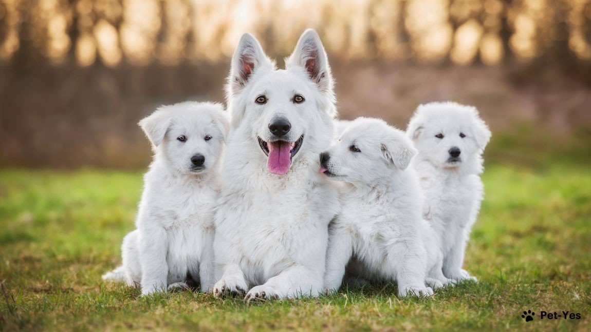 Фотография мамы белой швейцарской овчарки со щенками