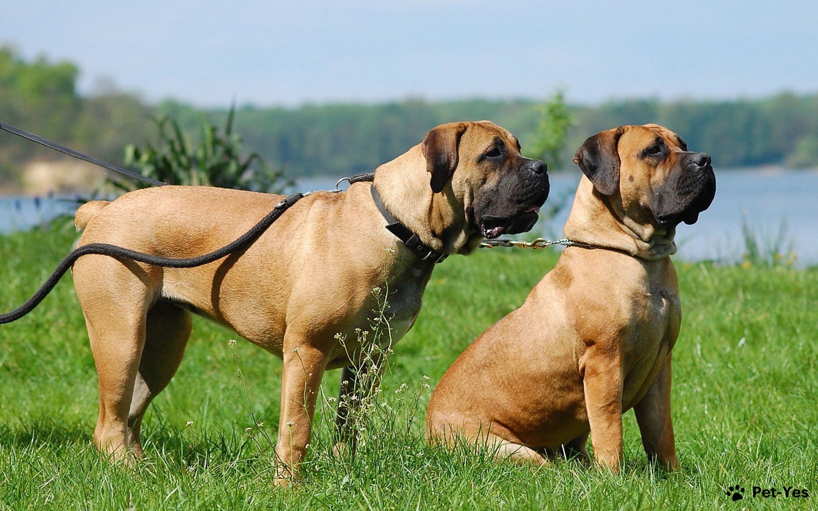 Лучшие породы собак для охраны дома - фото с названиями | Pet-Yes