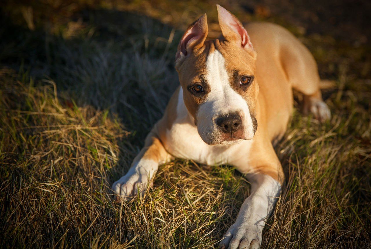 Фотография щенка американского стаффордширского терьера рыжего окраса с купированными ушами