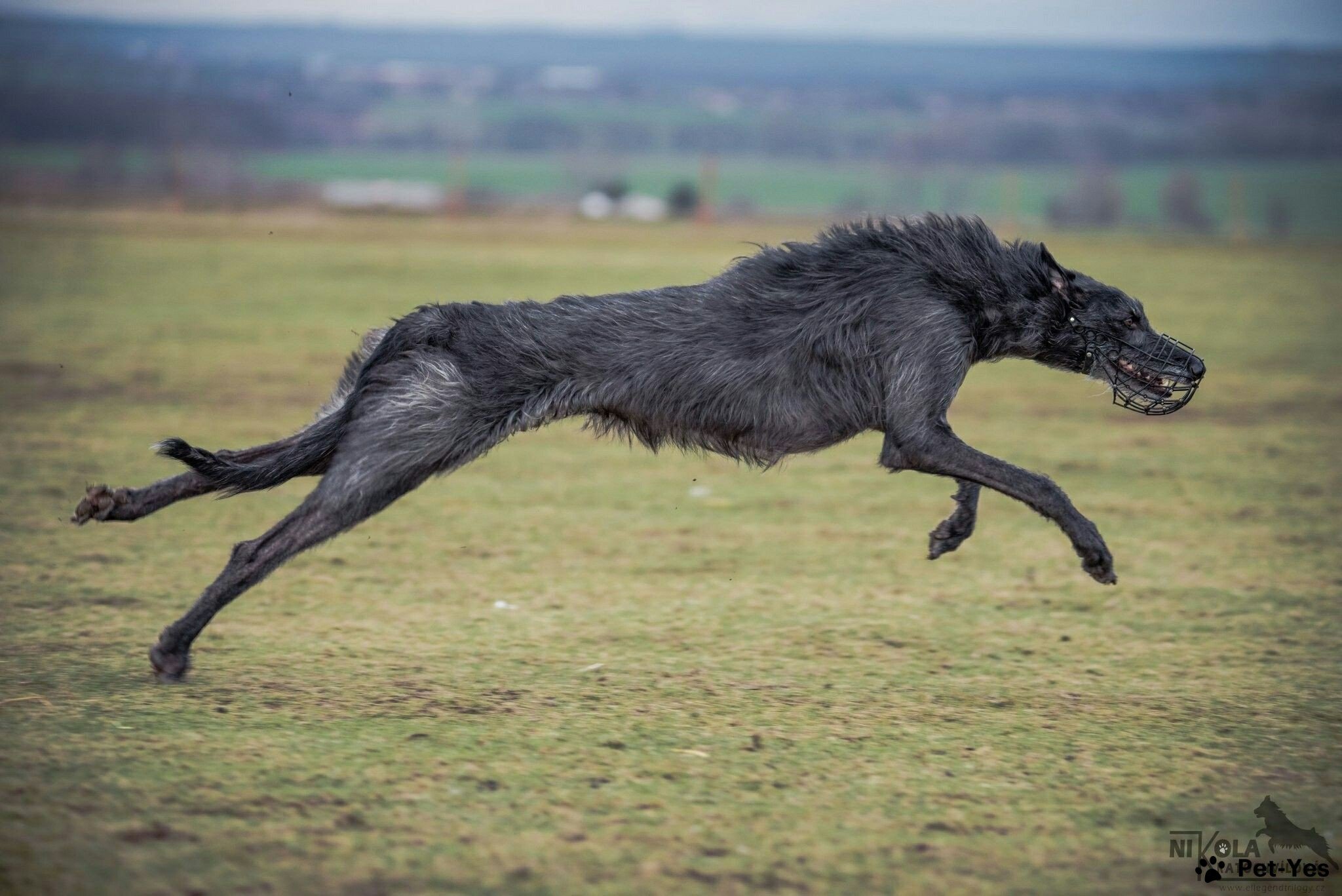 Собака Дирхаунд - фото и описание породы, рост и цена | Pet-Yes