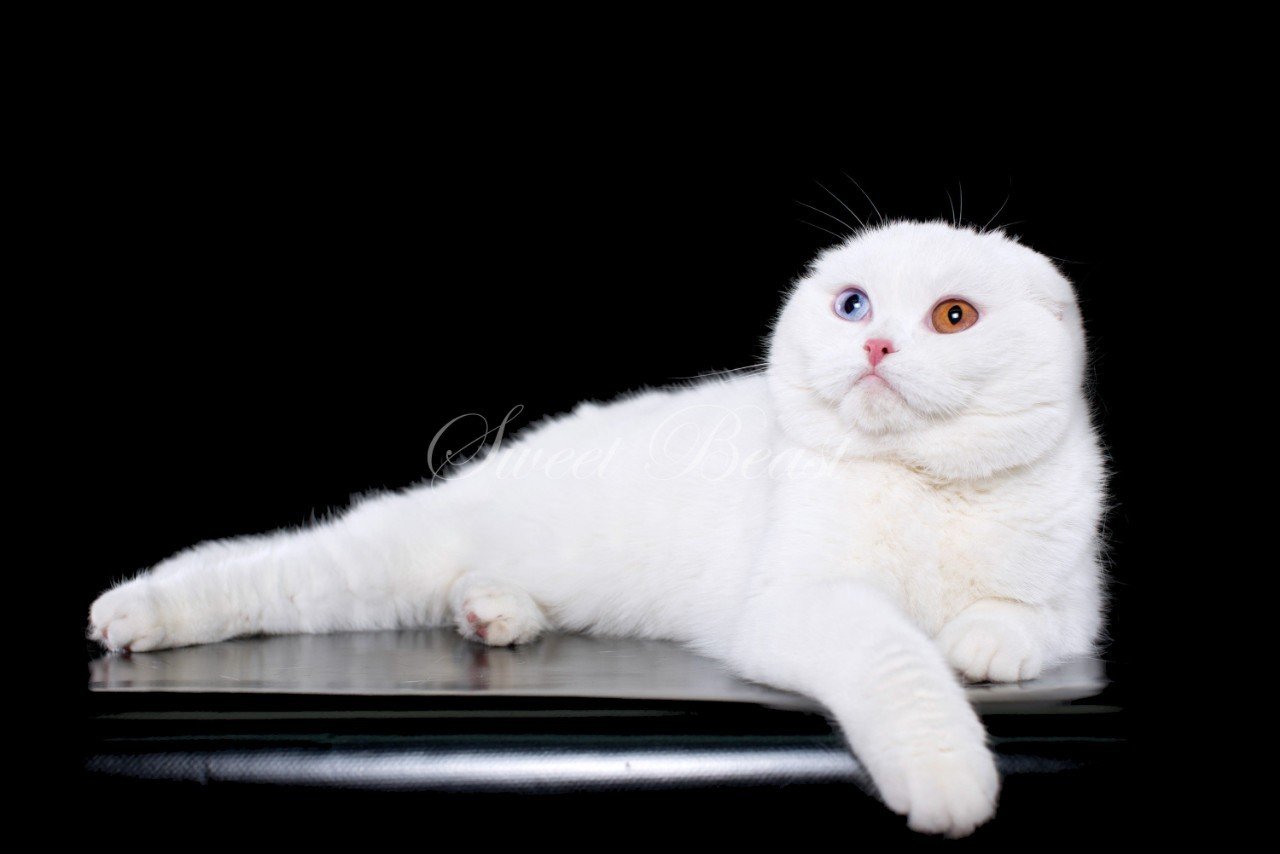 Шотландская вислоухая кошка белого окраса