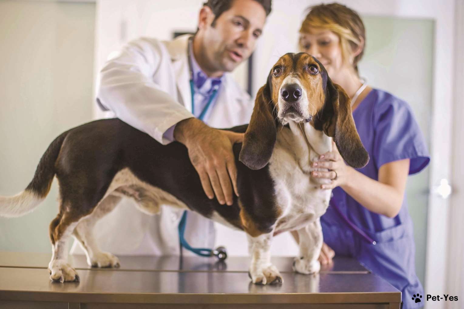 Собака на приеме у ветеринара