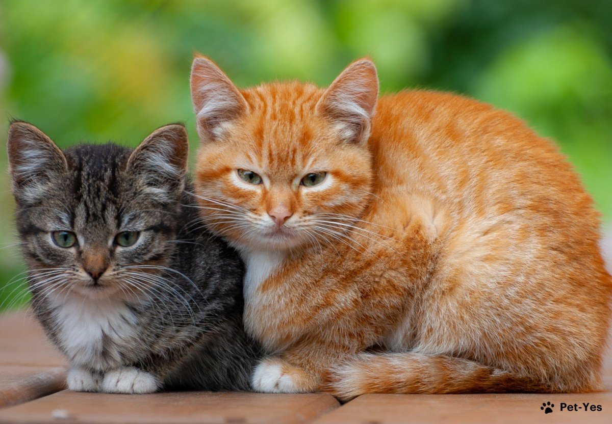 Кошка и котенок