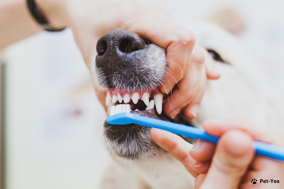 Фотография чистки зубов у собаки