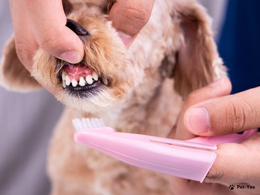 Чистка зубов собаки при помощи специальной щетки