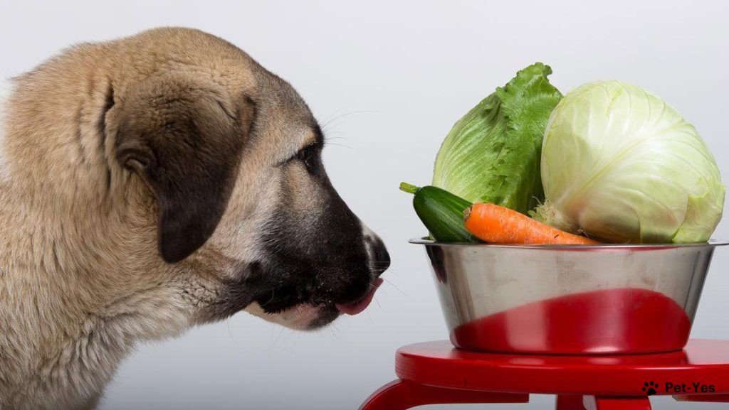 Какие летние фрукты и овощи полезны для собаки?