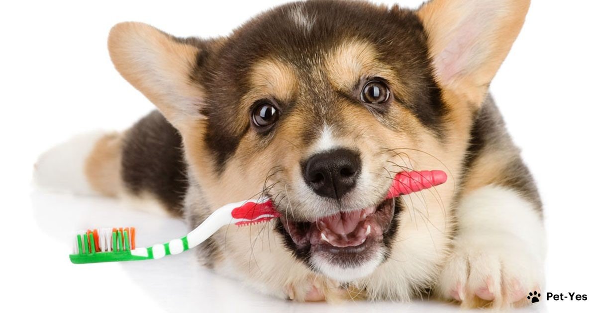 Фотография щенка корги с зубной щеткой