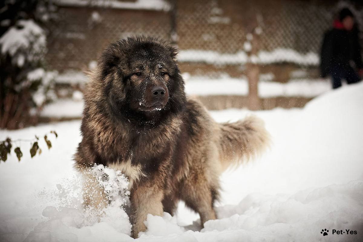Кавказская овчарка в снегу