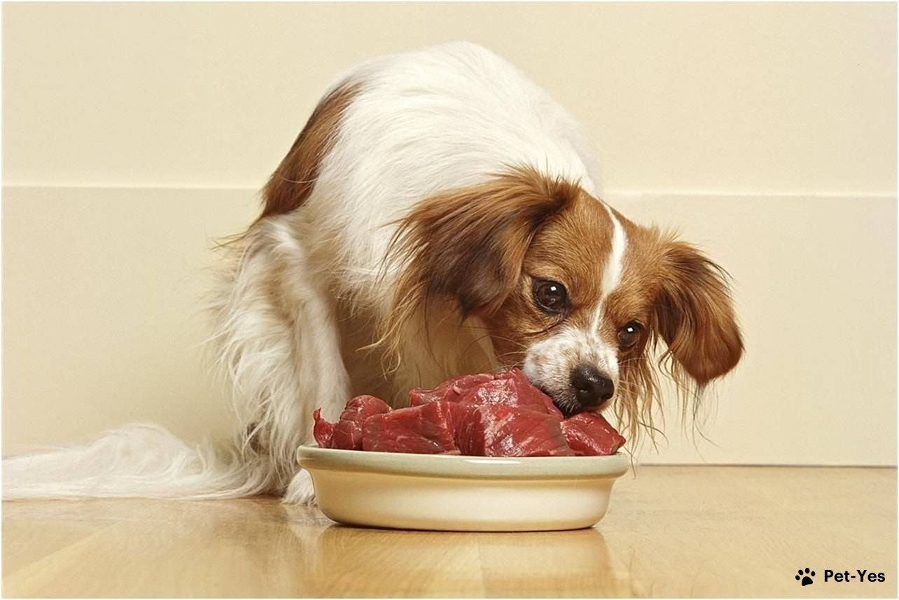 Собака ест мясо