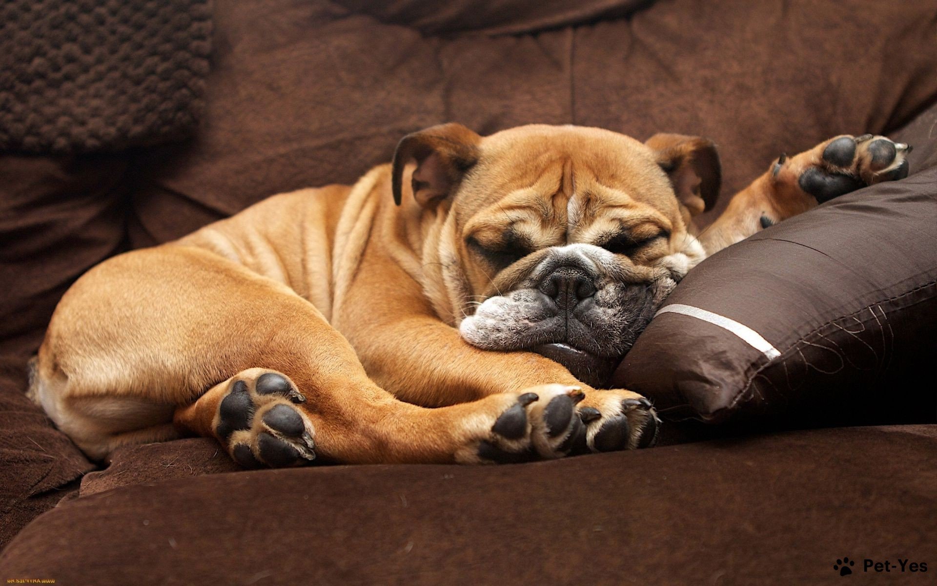 Почему собака храпит во сне - причины храпа у щенков и взрослых пород | Что  делать | Храпящие породы собак | Pet-Yes