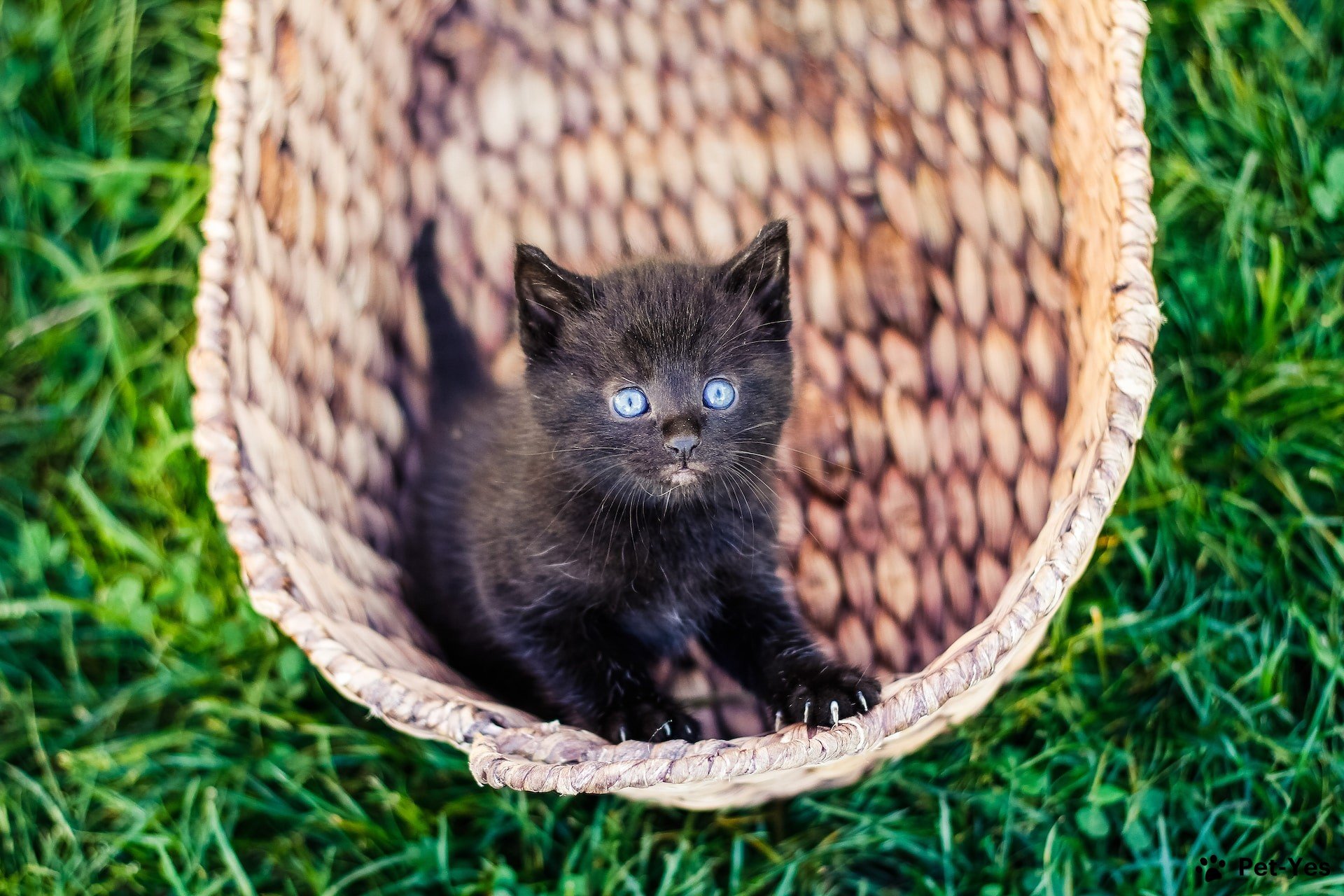 Фотография черного котенка в корзинке