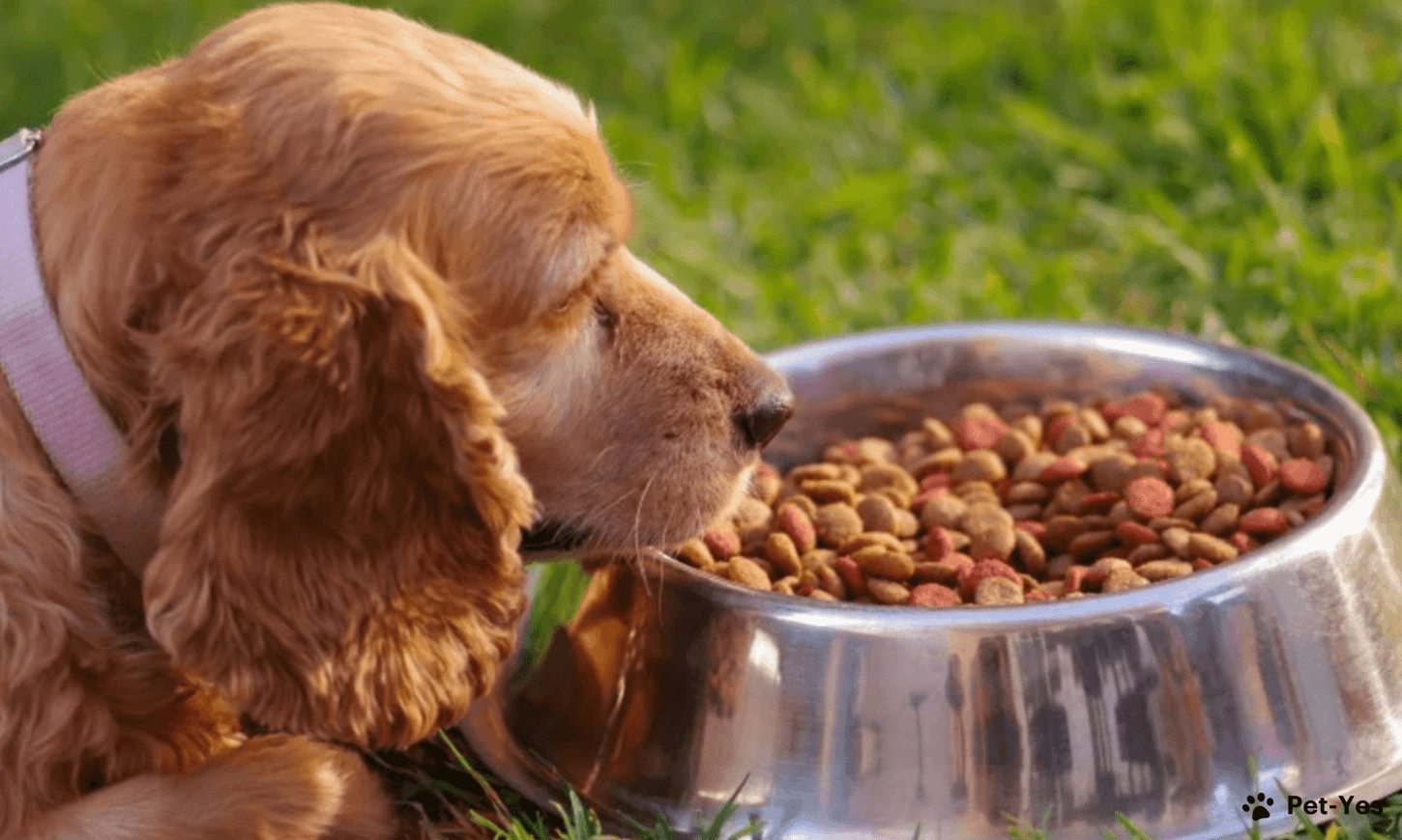 Как правильно выбрать корм для собаки