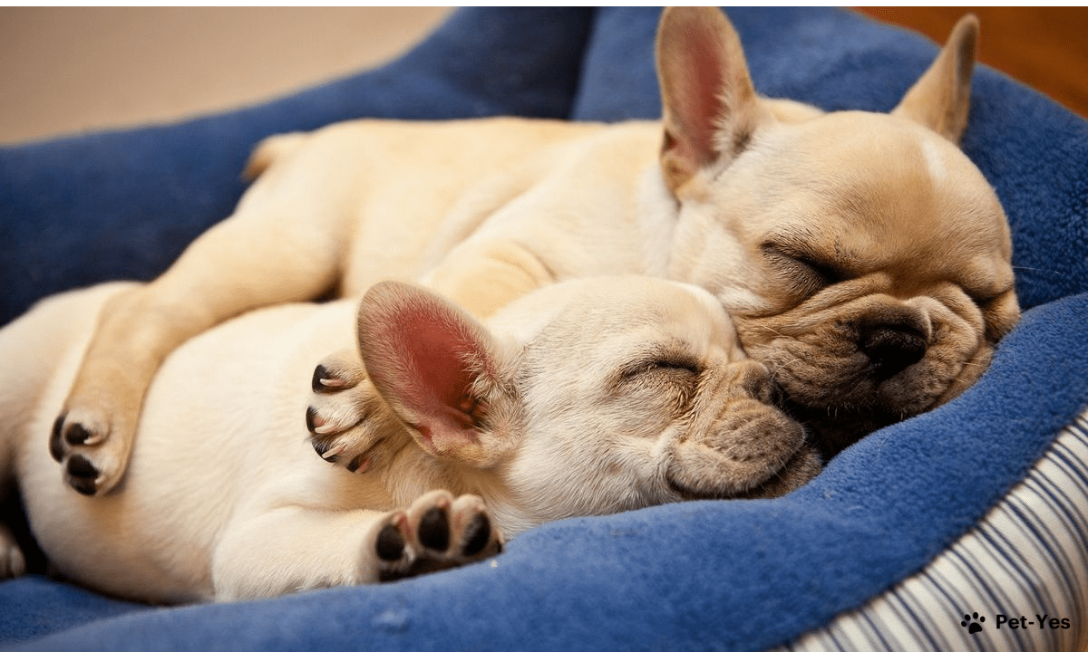 Почему собака храпит во сне - причины храпа у щенков и взрослых пород | Что  делать | Храпящие породы собак | Pet-Yes