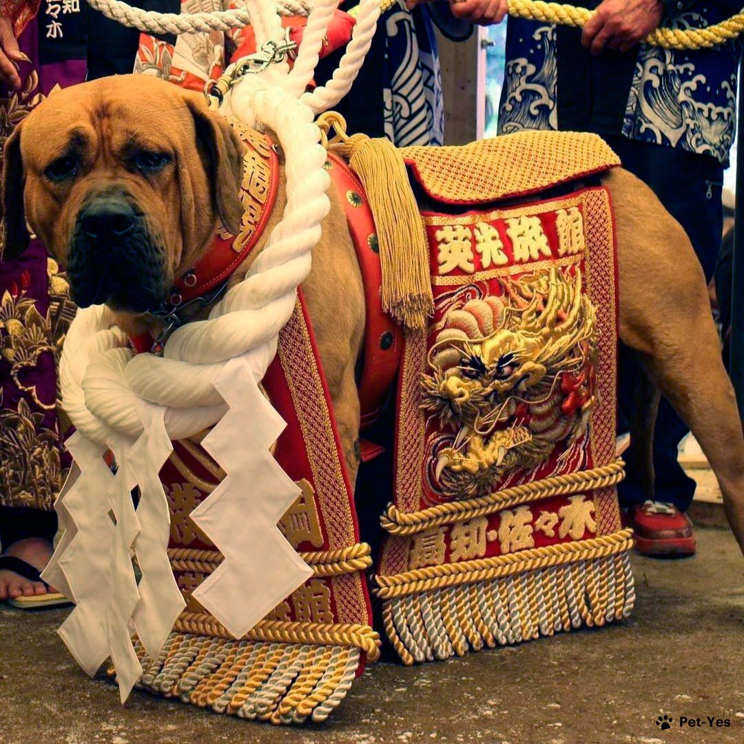 Фотография тоса-ину в традиционном одеянии