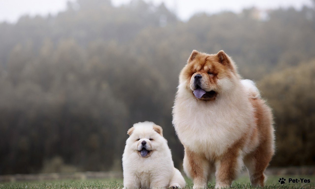 Фотография взрослого чау-чау и щенка