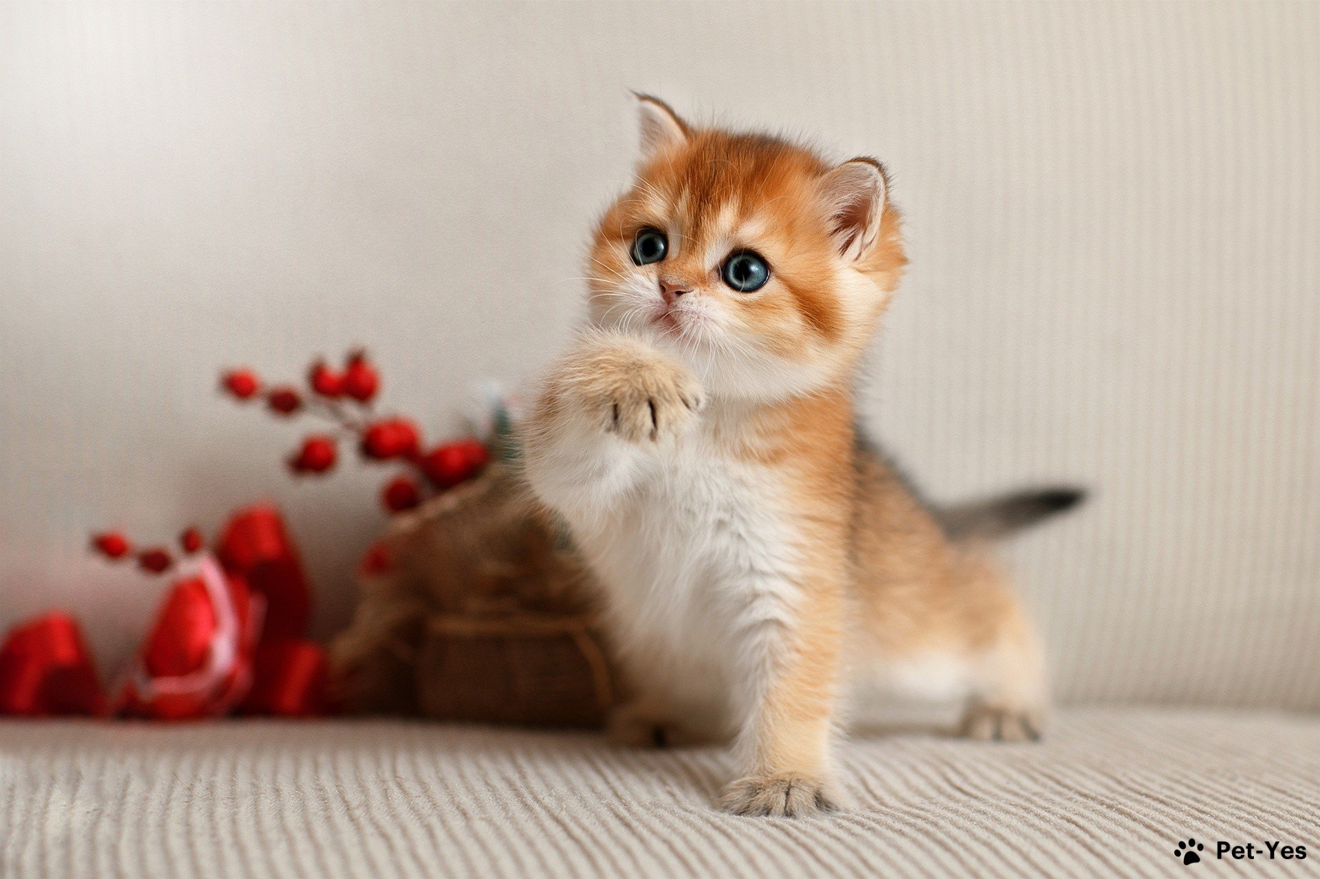 Фотография котенка рыжего окраса