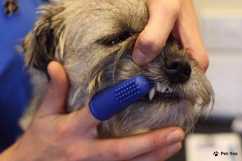 Собаке чистят зубы силиконовой щеткой