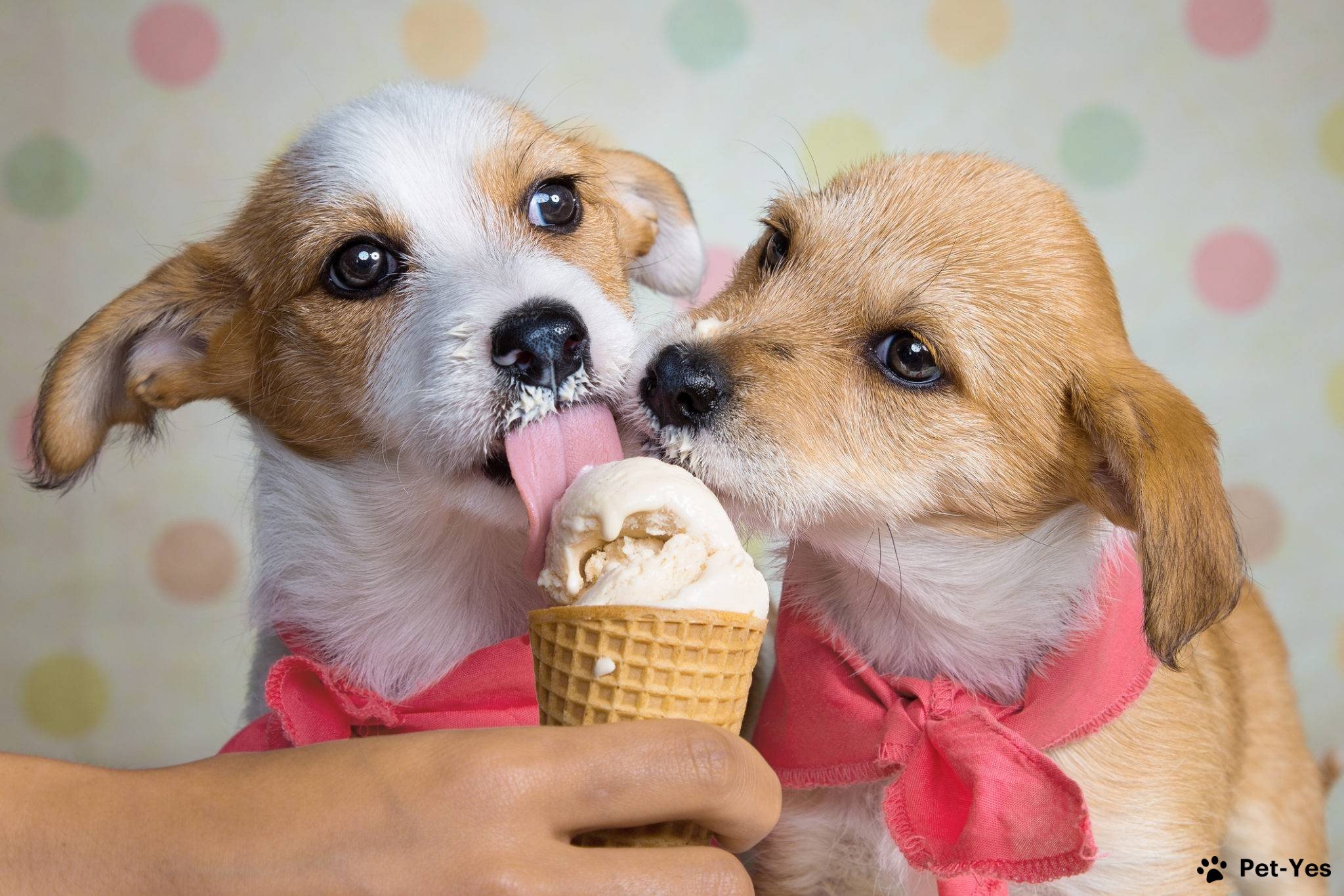 Щенки едят мороженое