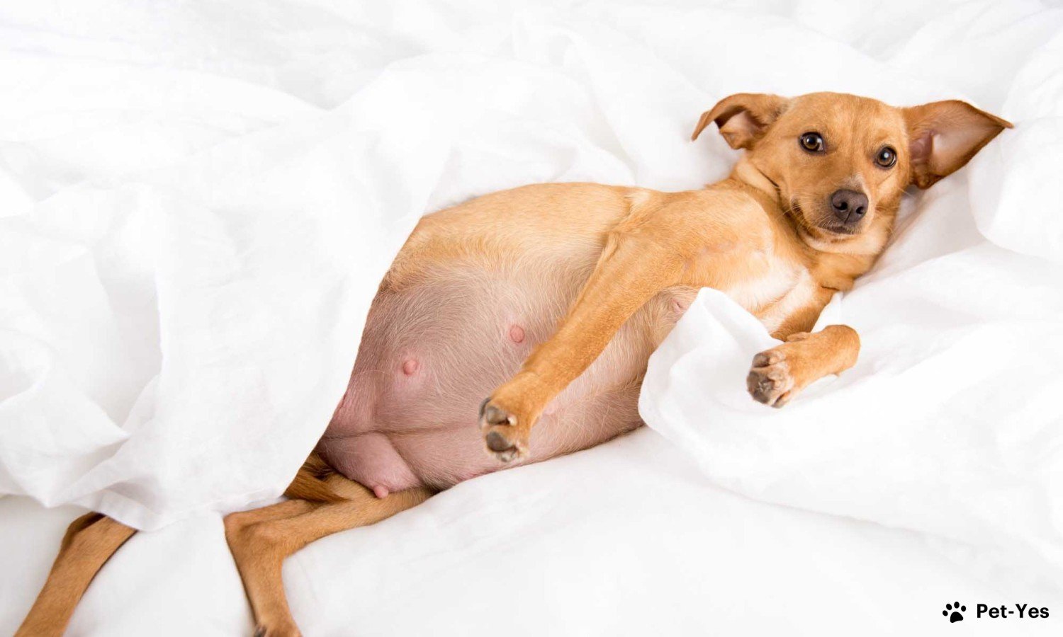 Сколько длится беременность у собак | Признаки и как ухаживать за беременной  собаки | Pet-Yes