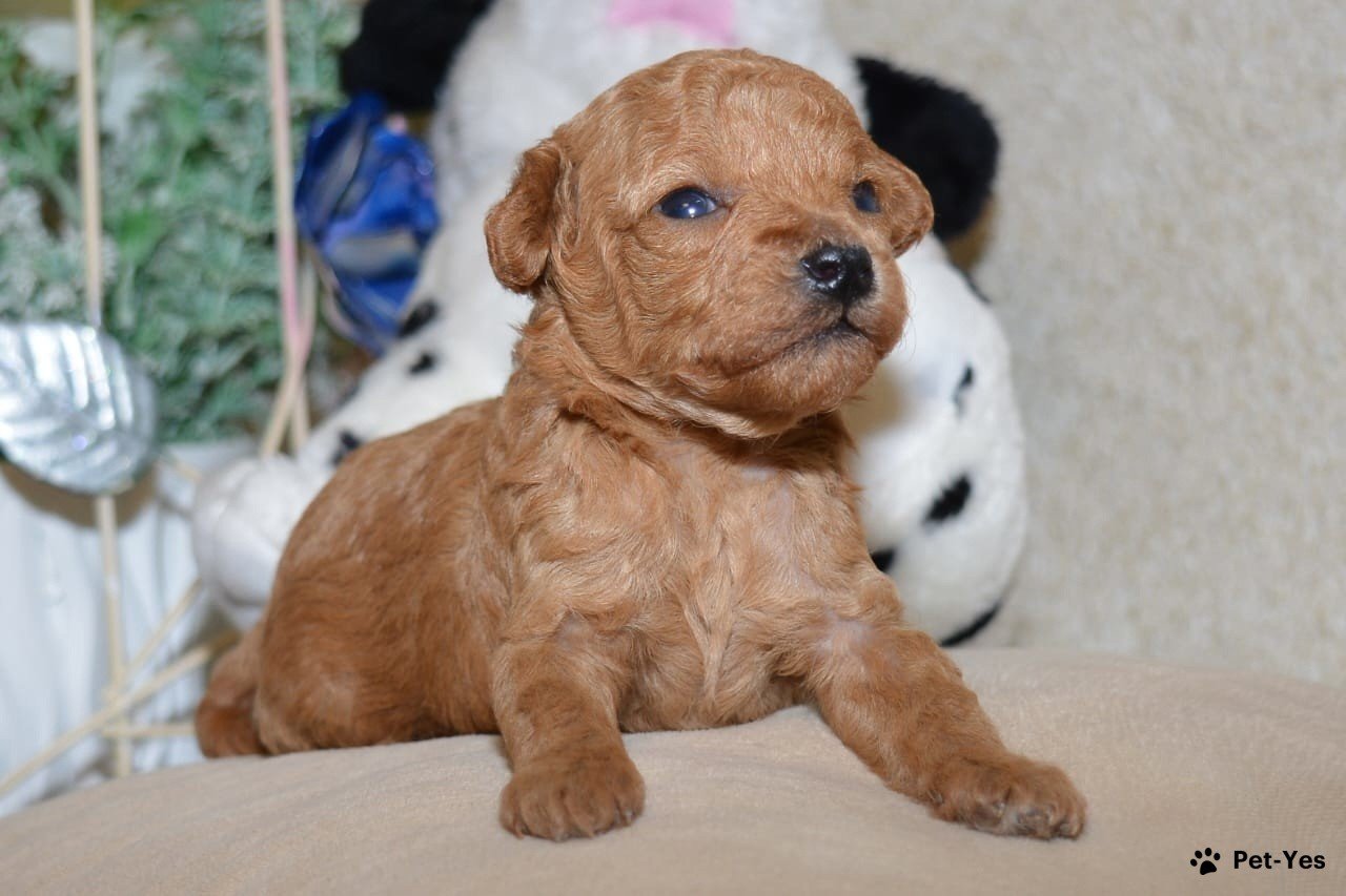 Мини Пудель Фото И Цена