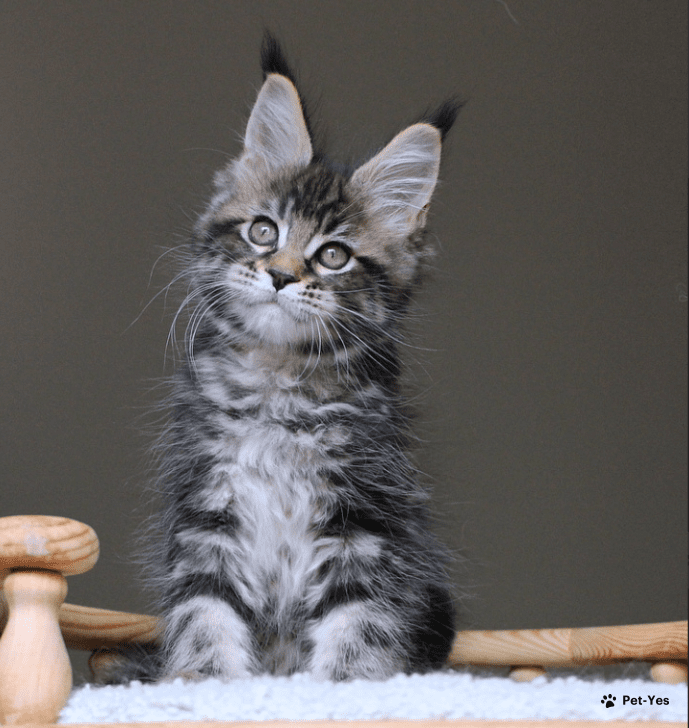 Купить кошку – 8001 объявление о продаже котят | Цены и каталог