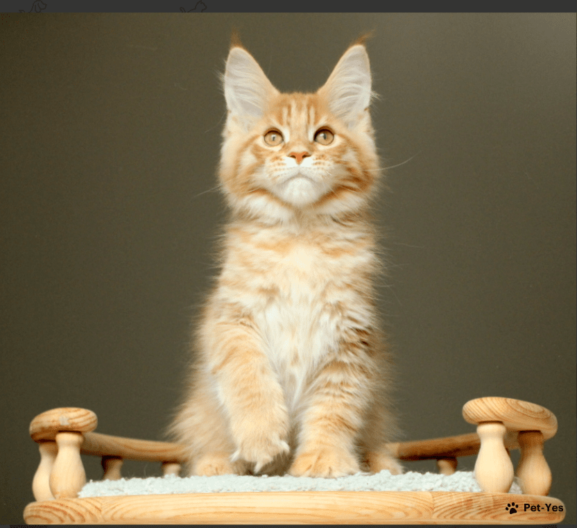 Купить кошку – 8001 объявление о продаже котят | Цены и каталог