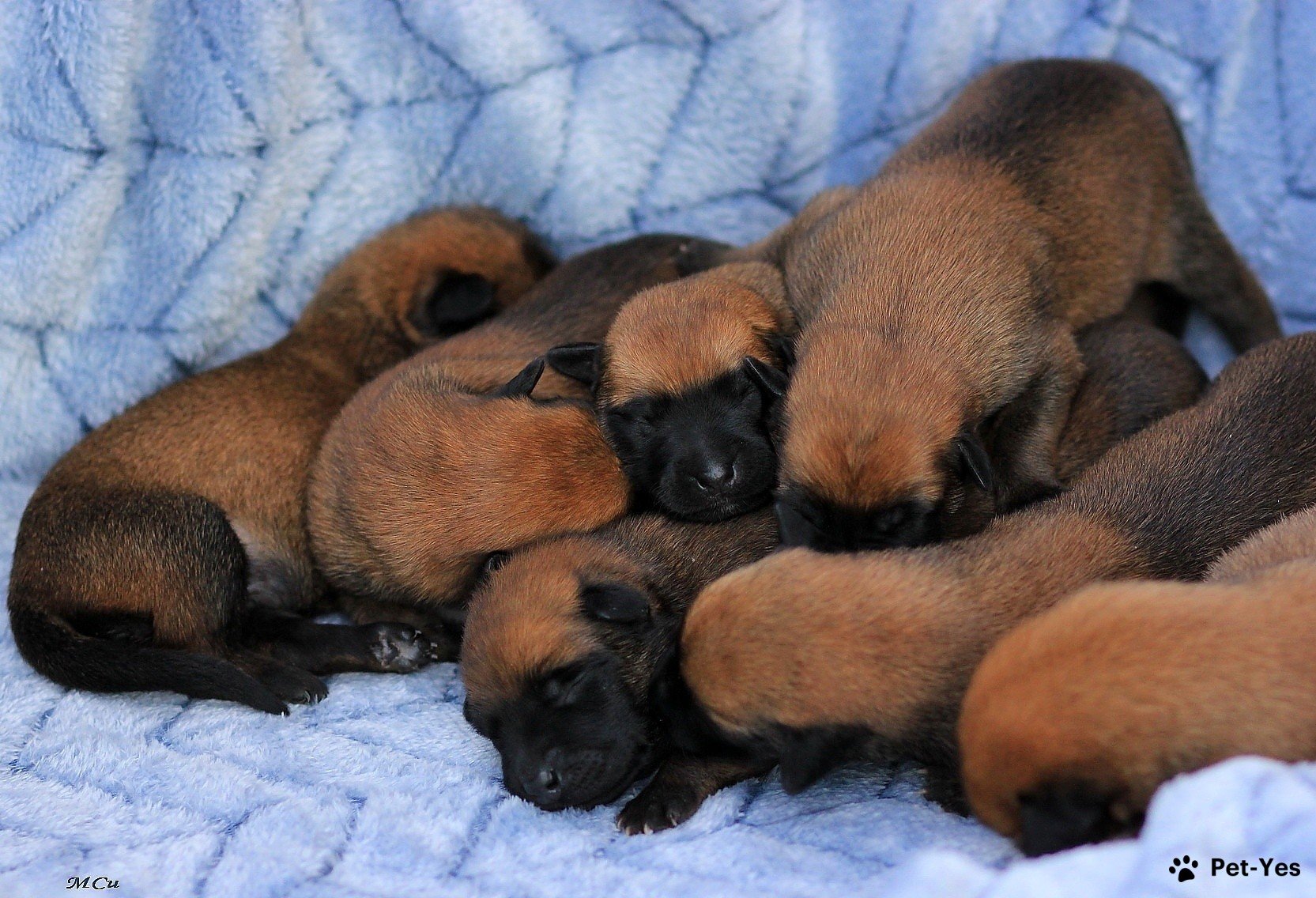 Щенок Бельгийская овчарка малинуа 11 месяцев, 30 дней купить Москва |  Pet-Yes