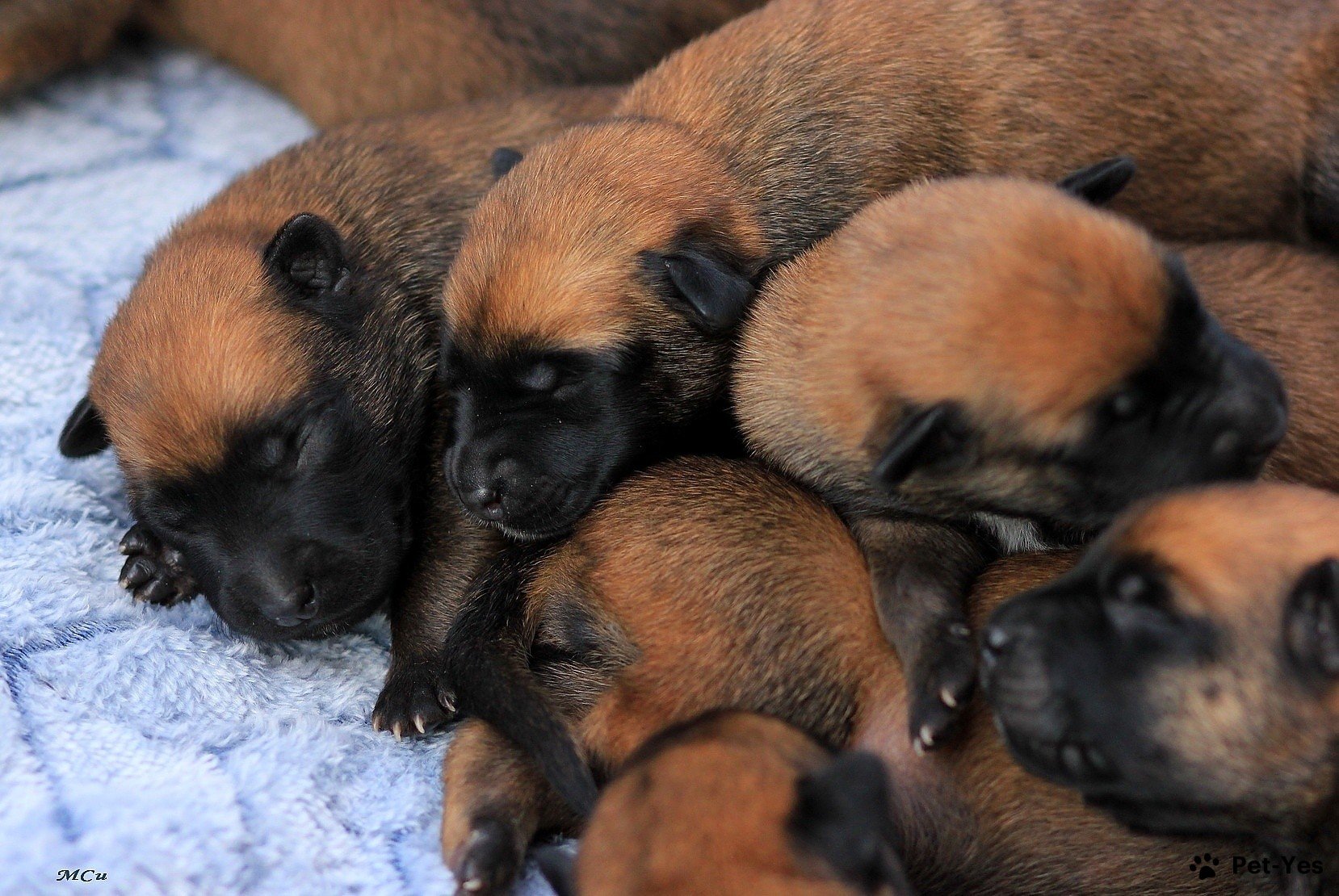 Щенок Бельгийская овчарка малинуа 1 год купить Москва | Pet-Yes