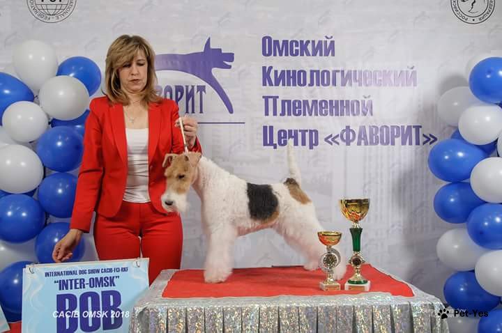 Фотография питомца