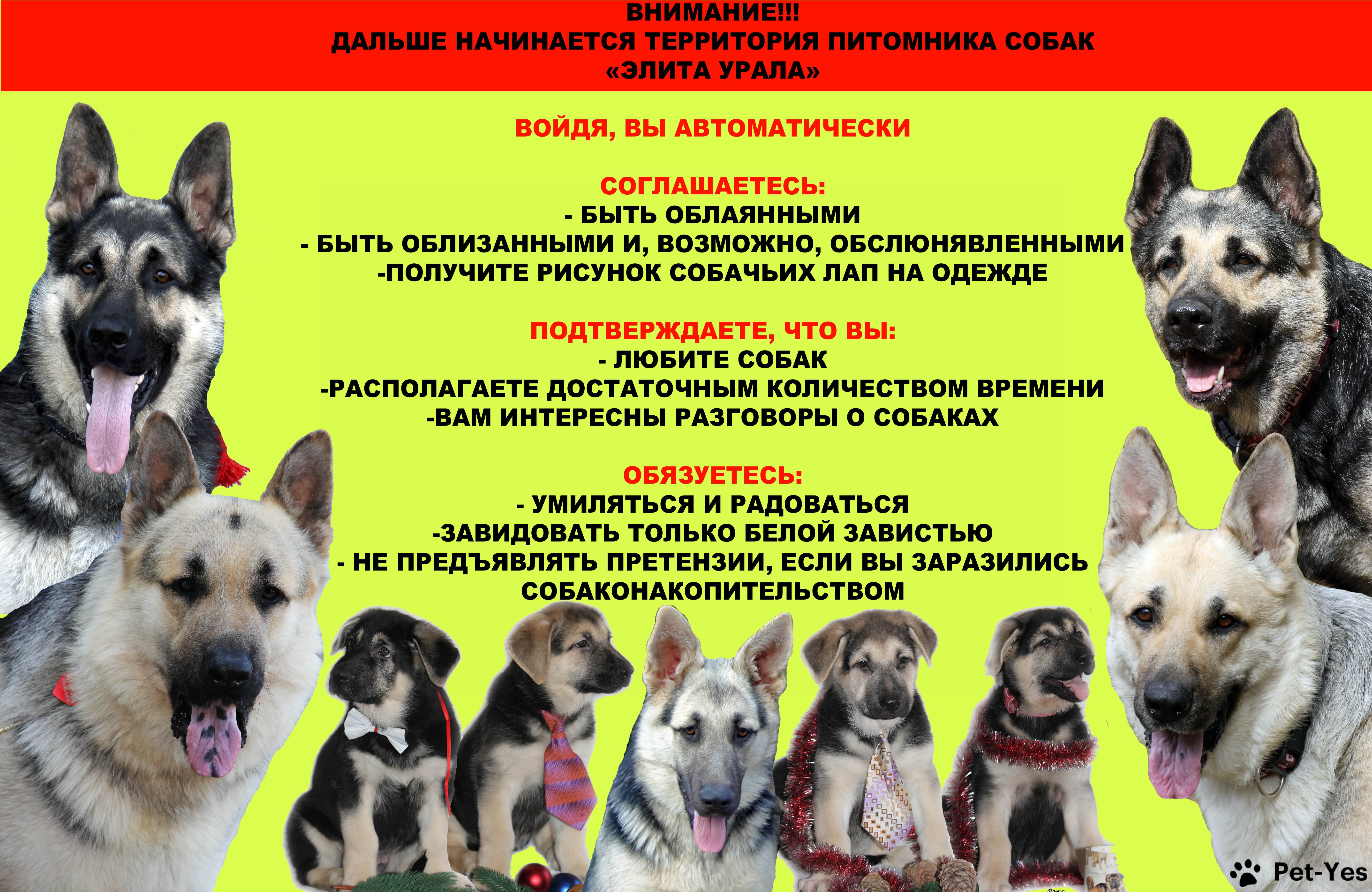 Питомник собак вологда. Эмблемы питомников собак. Бизнес план питомника. Питомники Нижний Тагил собачий. Питомник собак Ставрополь.