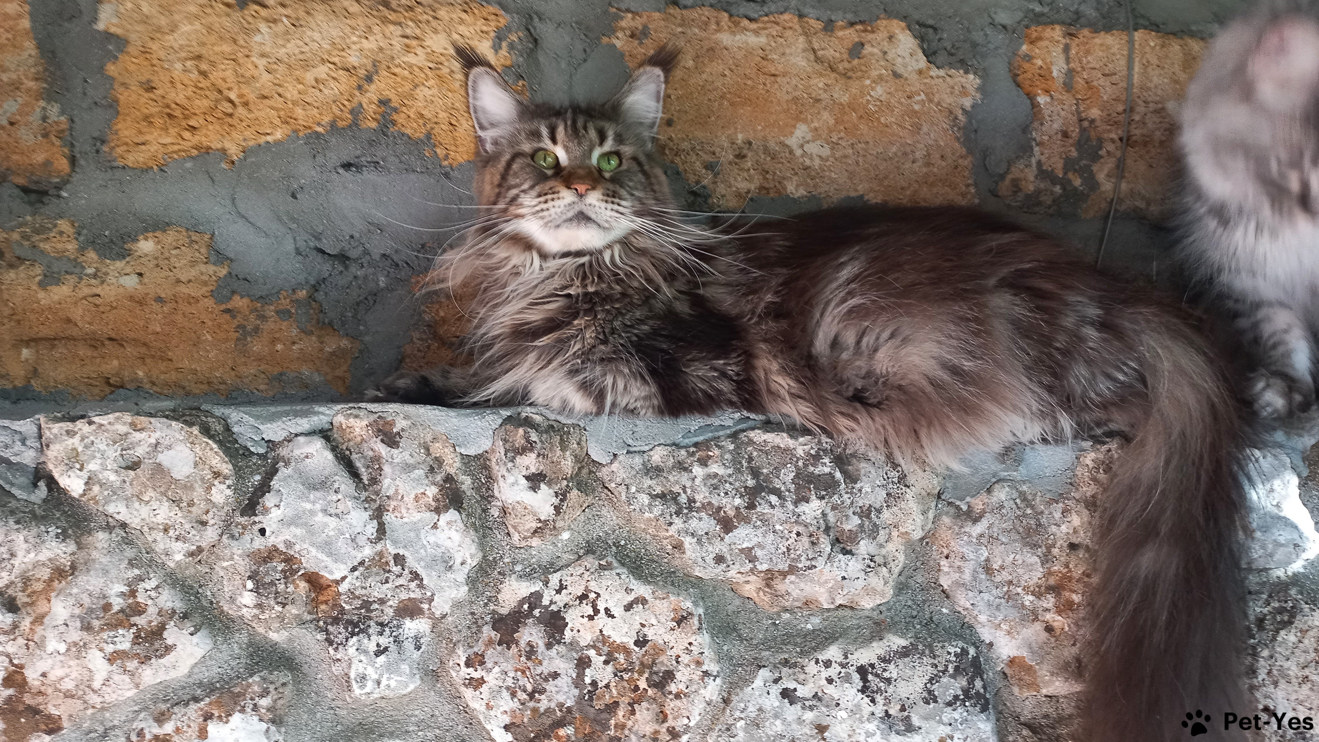 ICH Prada - красавица с длинными кисточками на ушах, крупная кошка, Международный чемпион породы.