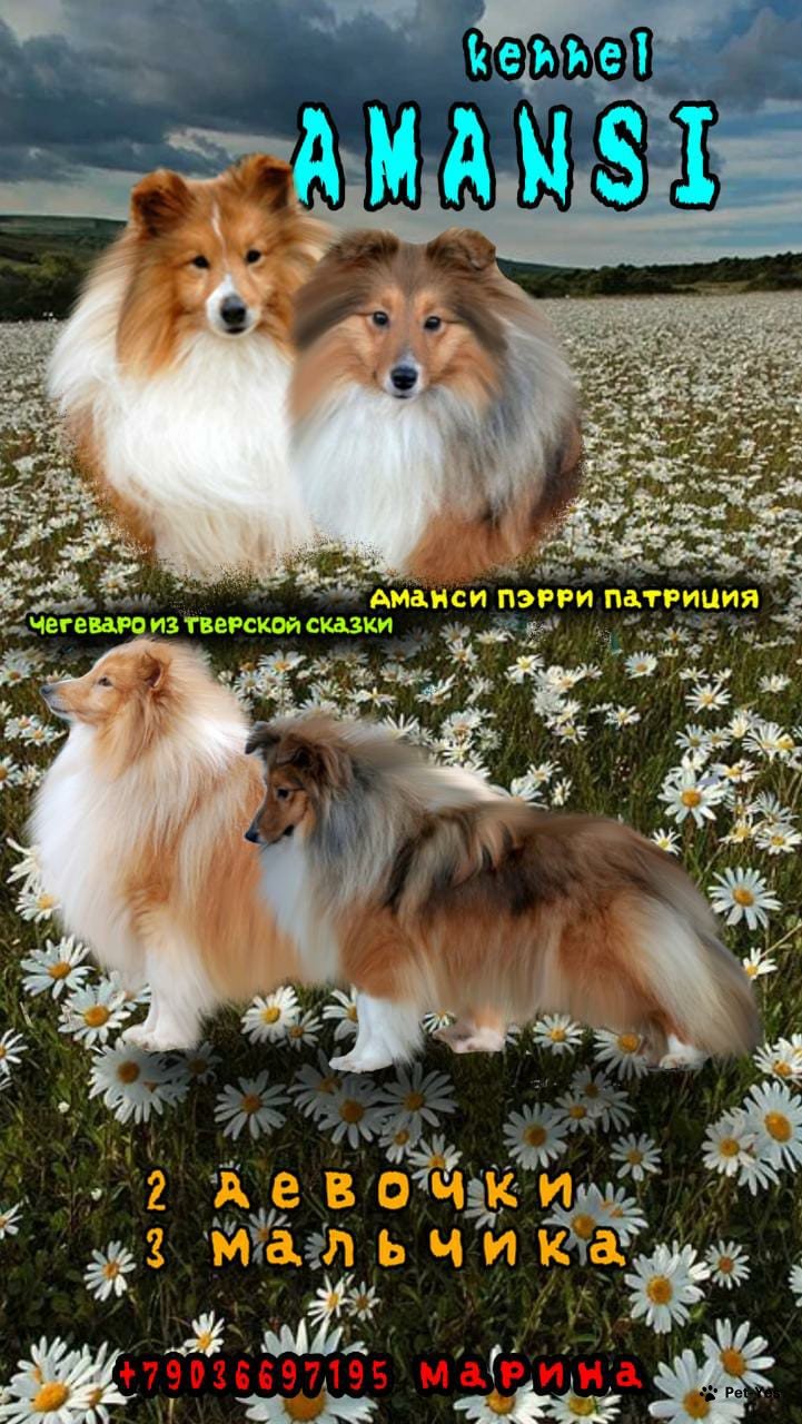 Фотография питомца