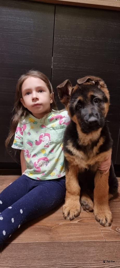 Изображение питомца