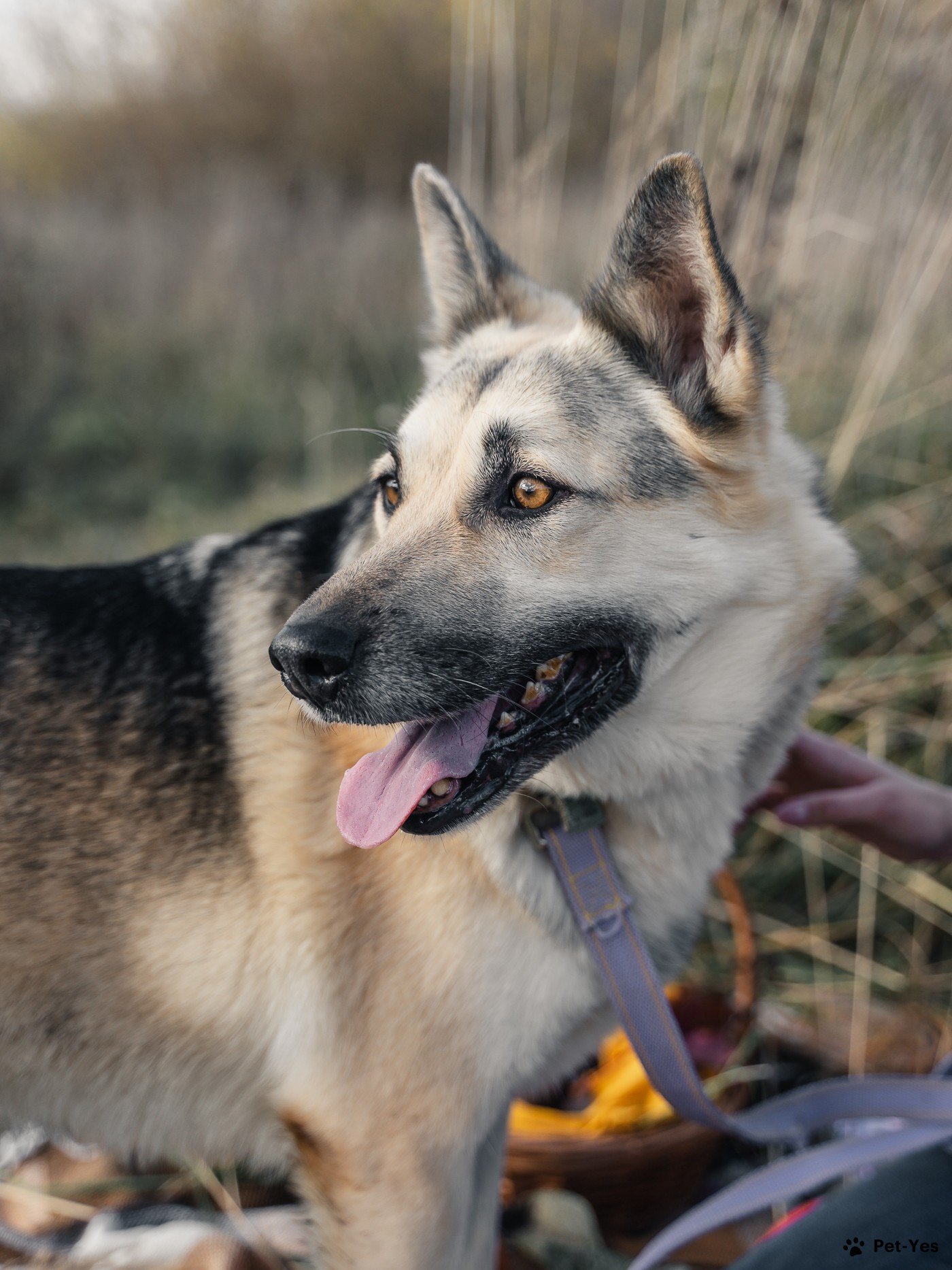 Щенок Восточноевропейская овчарка 7 лет, 11 месяцев купить Москва | Pet-Yes