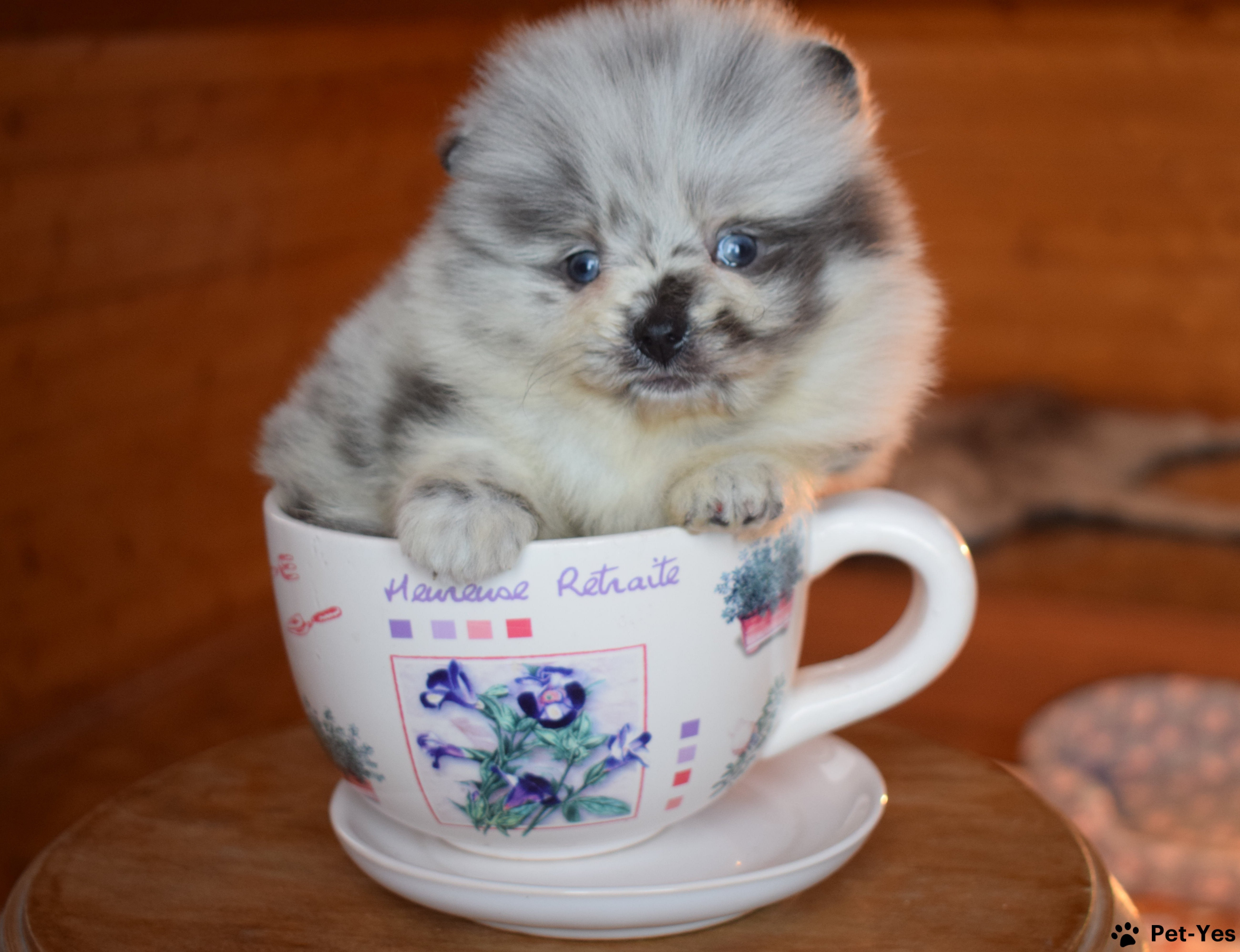 Изображение питомца