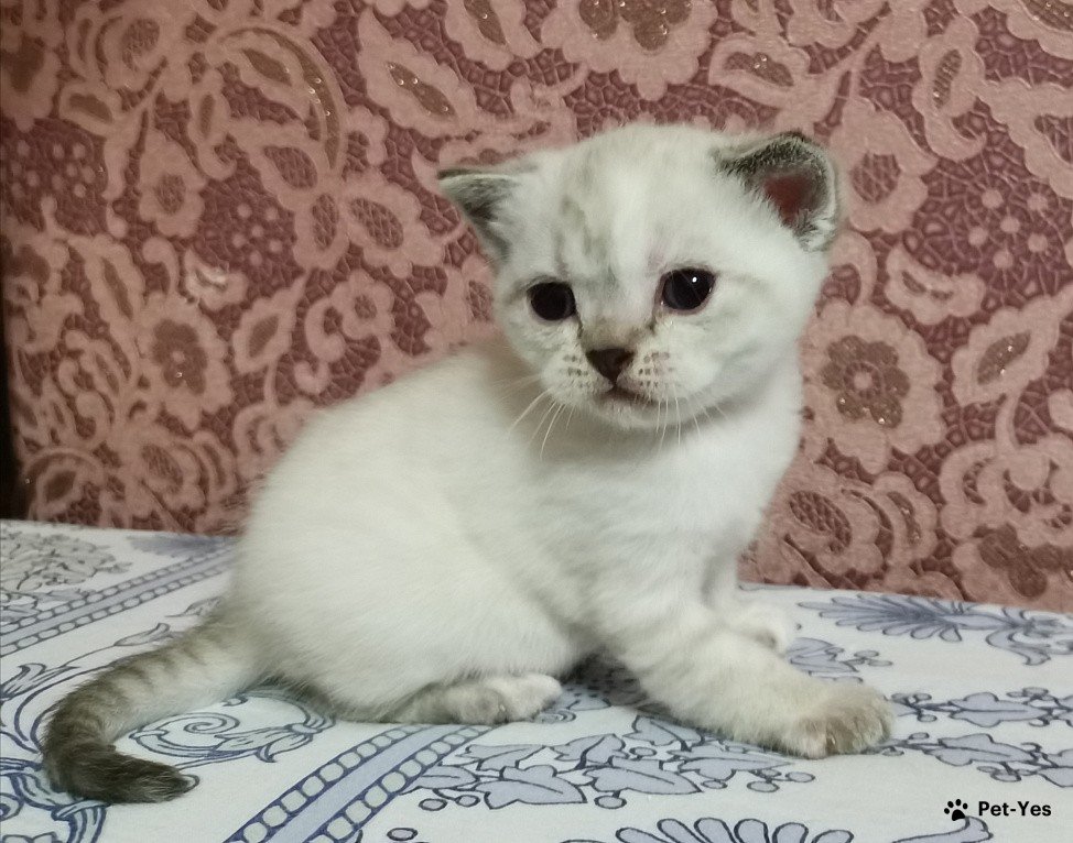 Изображение питомца