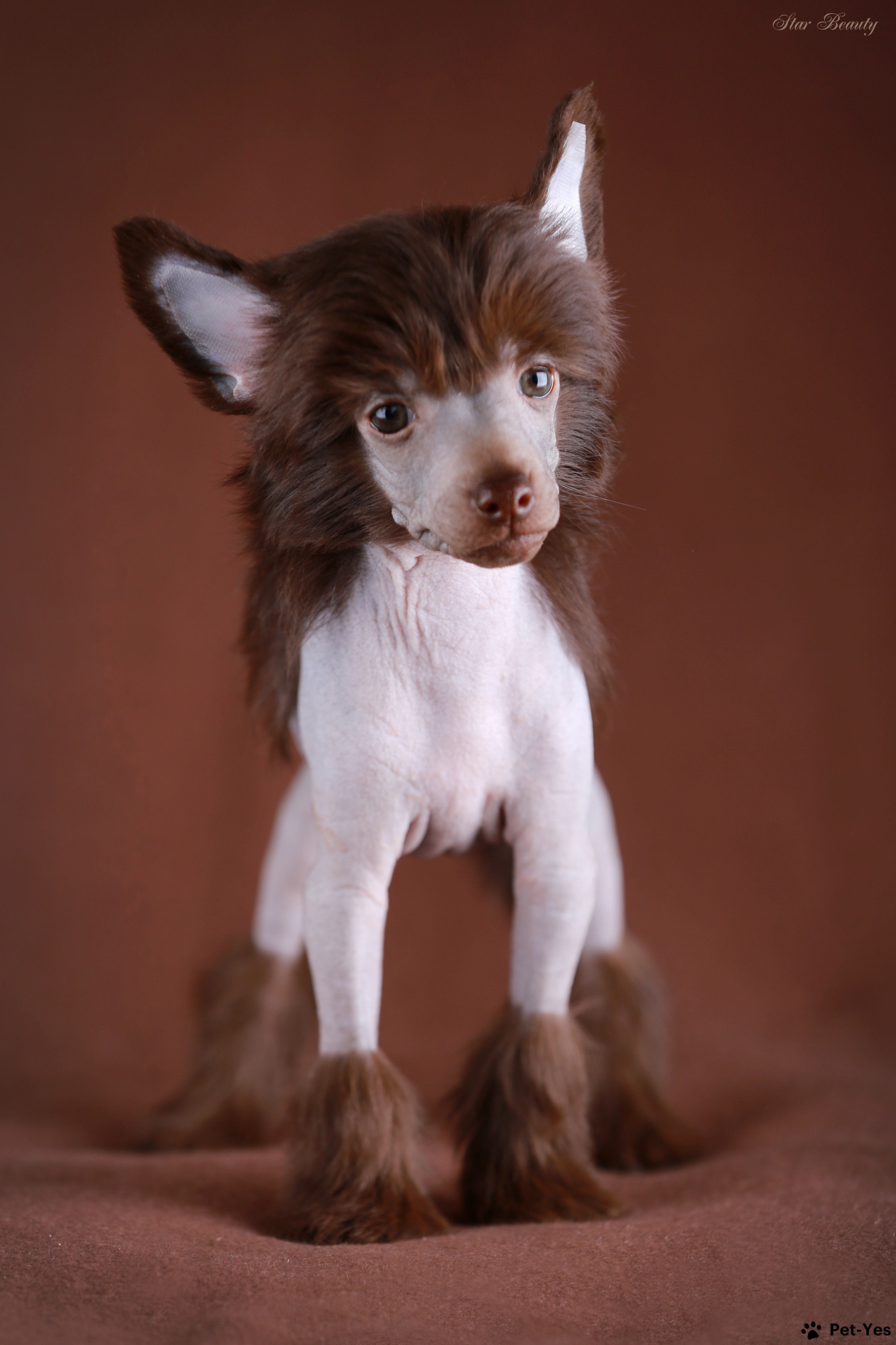 Китайская хохлатая собака » Купить щенка китайской холатой, американского голого терьера, йорка