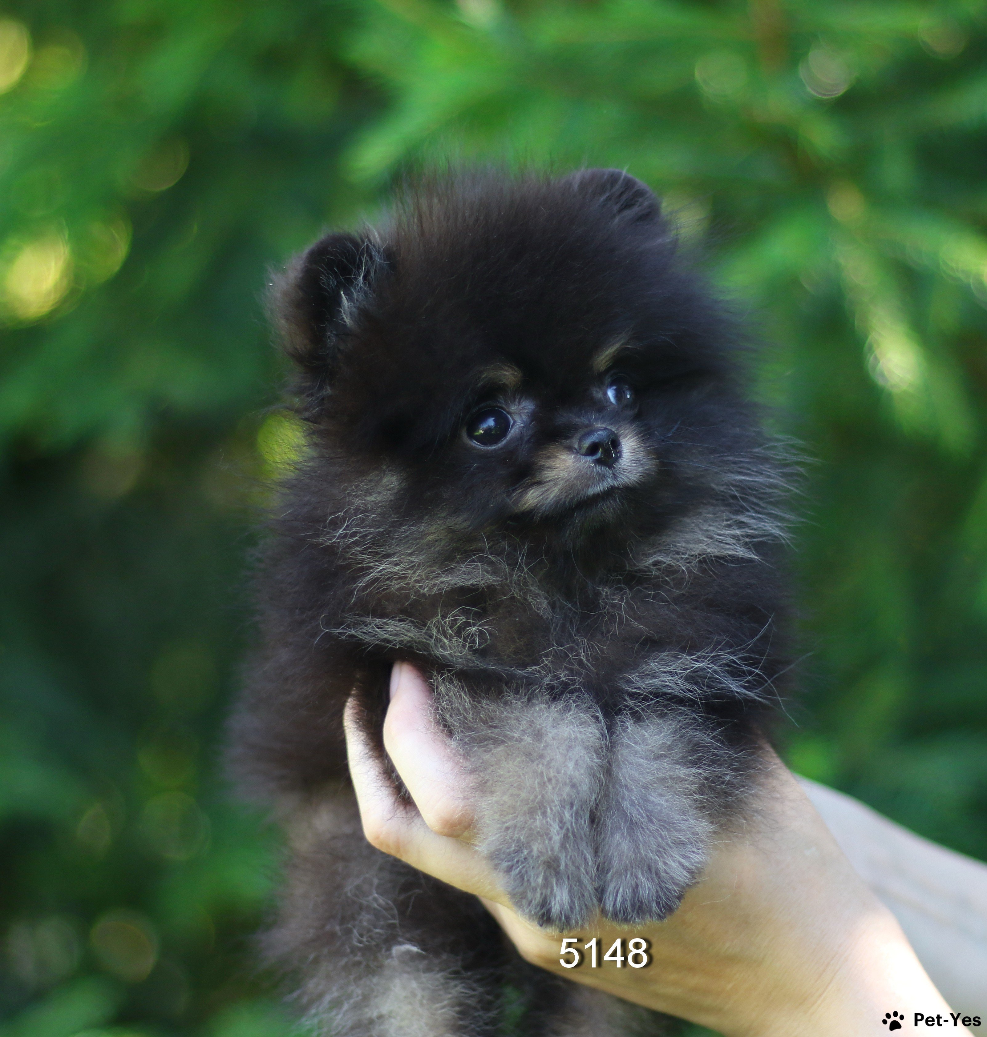 Щенок Немецкий шпиц померанский 1 год, 2 месяца купить Москва | Pet-Yes