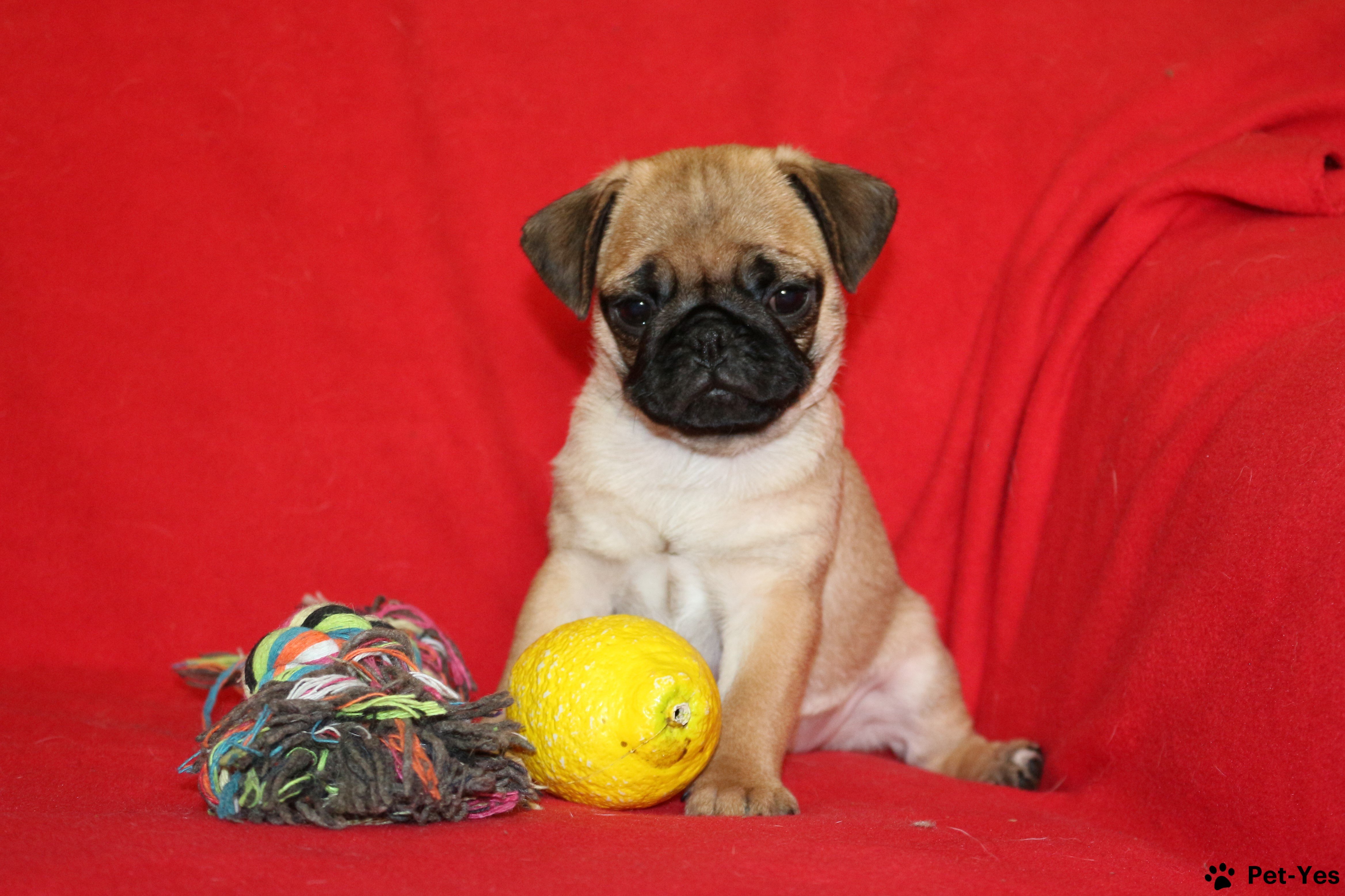 Имеет полный пакет документов РКФ,привита.Цена 45000