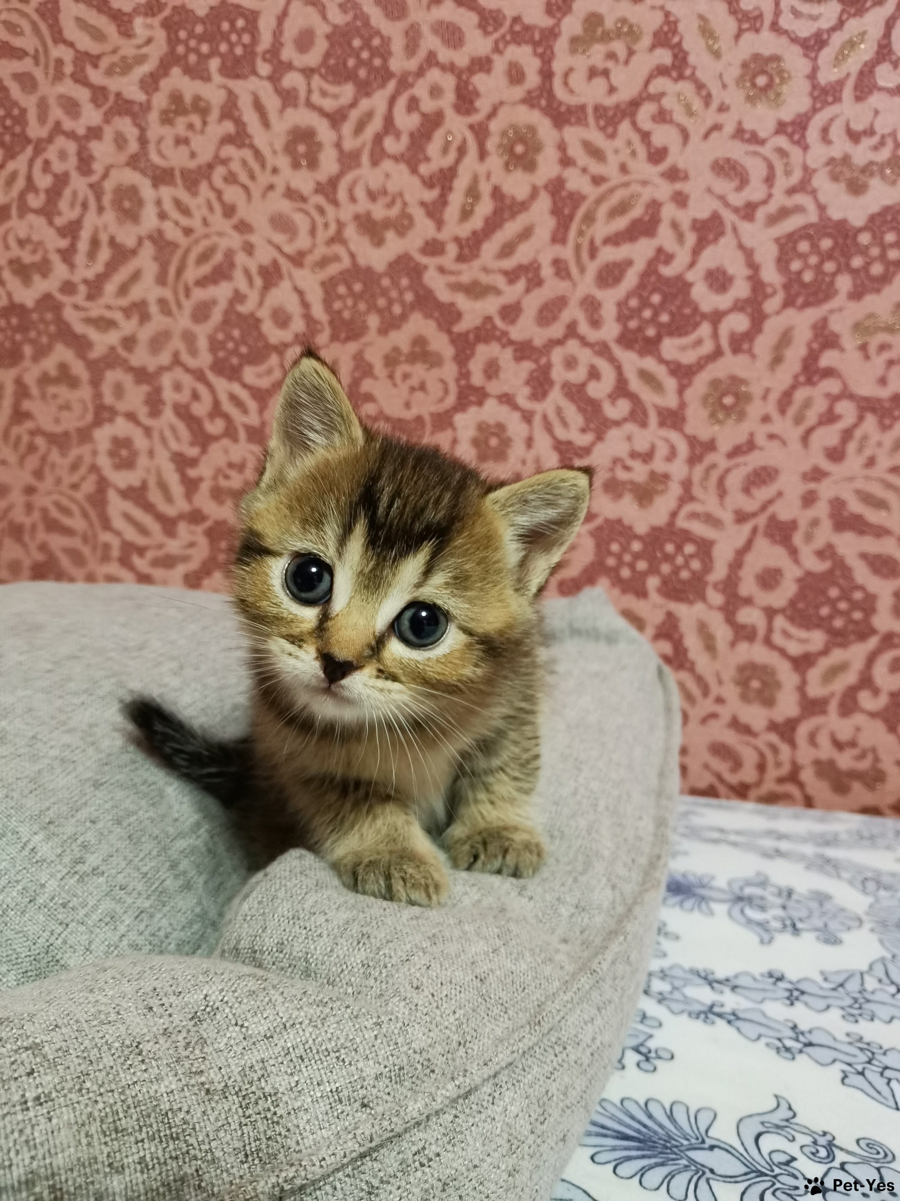 Изображение питомца