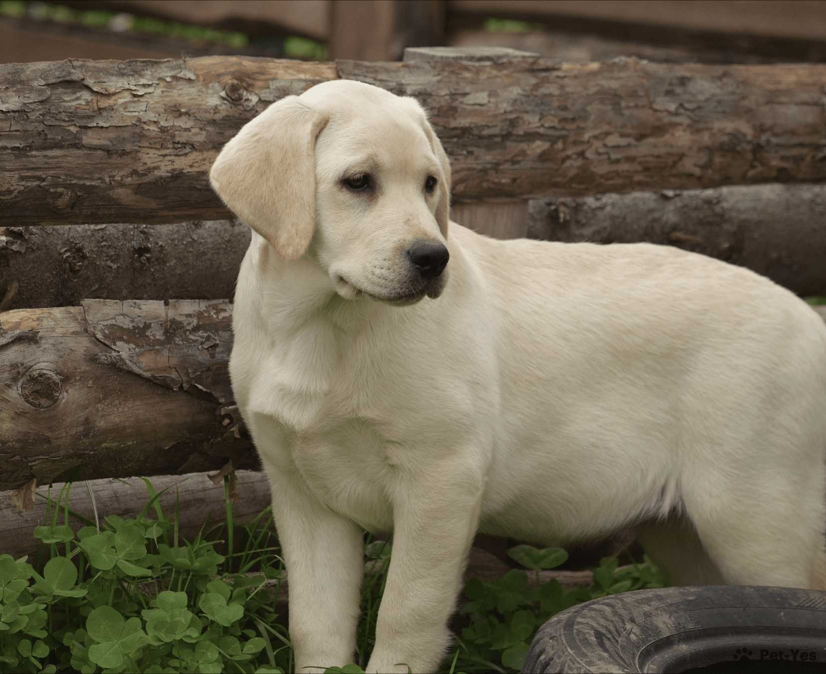 Щенок Лабрадор-ретривер 1 год, 5 месяцев купить Новочебоксарск | Pet-Yes