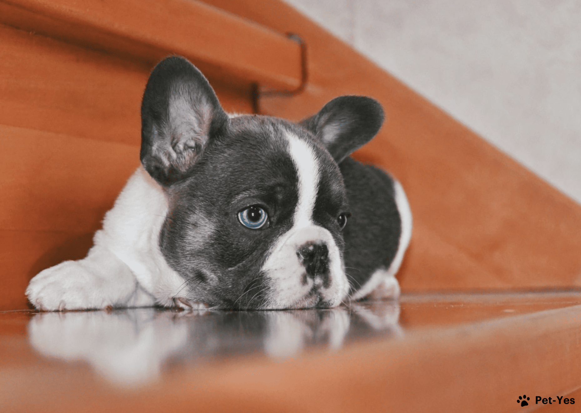 Продам французского бульдога редких окрасов. Французский бульдог палевый. Бульдог симферополь. Французский бульдог черный щенок. Бульдог симферополь.