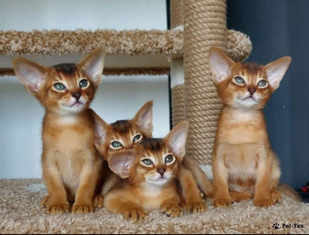 Окрасы абиссинских кошек