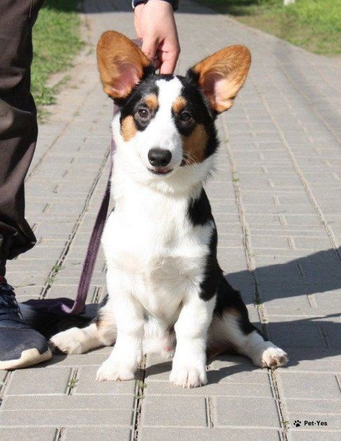 Изображение питомца