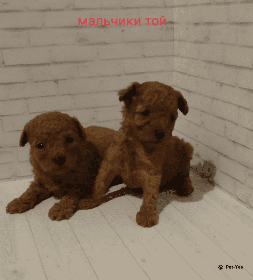 Изображение питомца